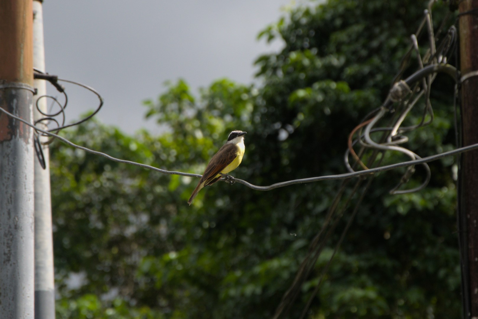 Probably a bird