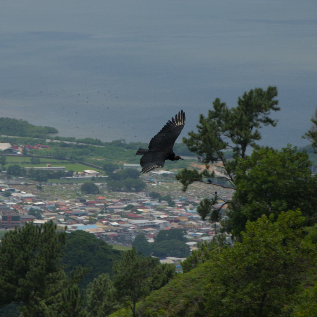 Probably a bird